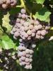 Click for 2 image(s) for this accession. Fruit